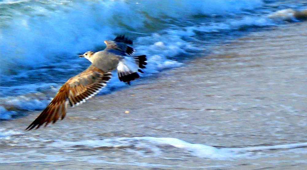 "volando bajito" de Ernesto Grun