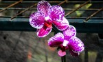 Orquidea 7 (Phalaenopsis Arlequin)