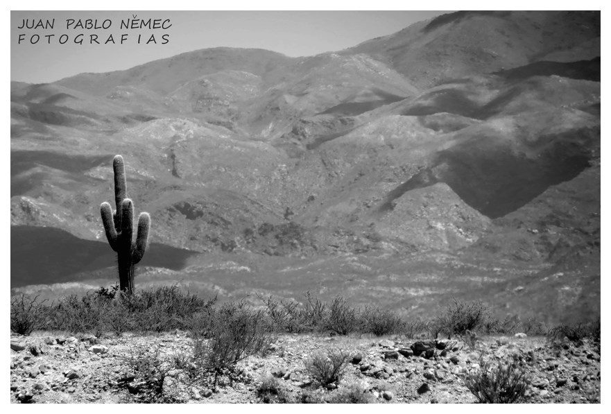 "Trichocereus" de Juan P. Nemec