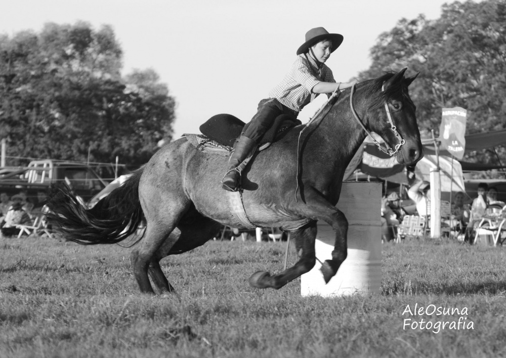 "Caballo criollo Argentino." de Alejandro Osuna