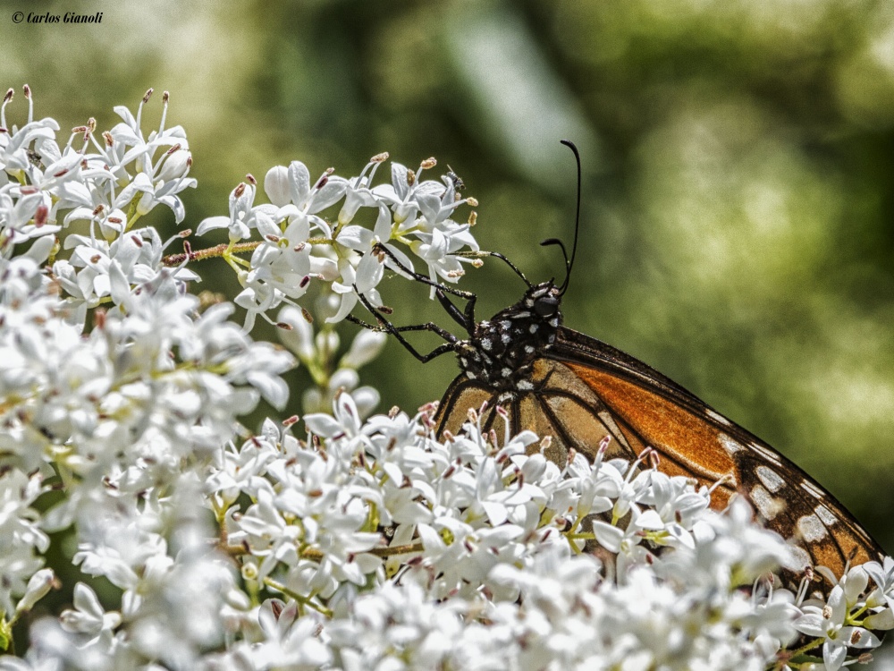 "Mariposa monarca y flores blancas." de Carlos Gianoli