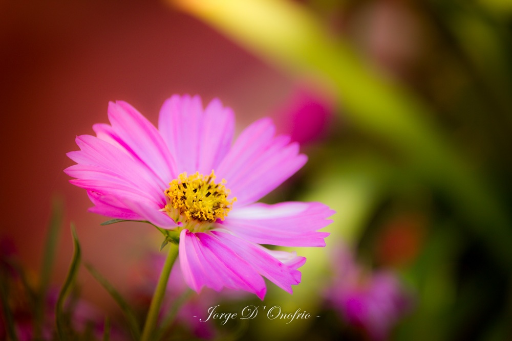 "Otra flor mas" de Jorge Donofrio