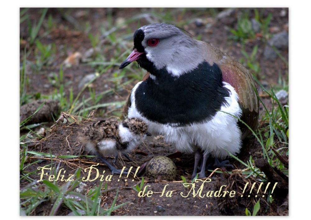 "Feliz Dia de la Madre !!" de Hugo Chiaudano