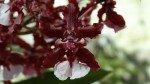 Orquidea 12 (Oncidium sarry Baby)
