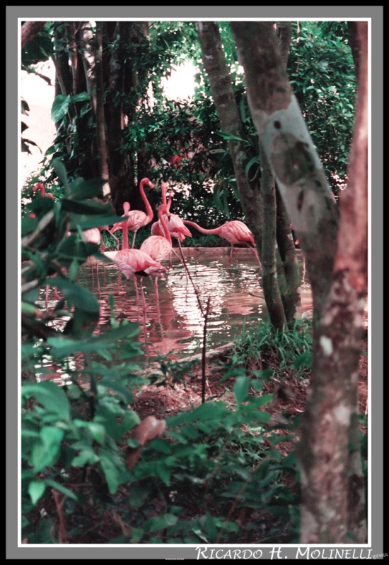 "Flamencos" de Ricardo H. Molinelli