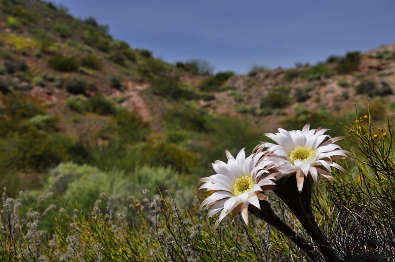 "Flores de cactus" de Osvaldo Sergio Gagliardi