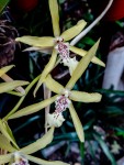 Orquidea 14 (Miltonia Flavescens) Nativa-