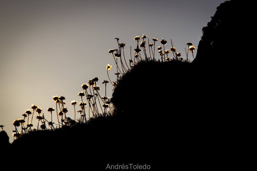 "Contraluz" de Andrs Toledo