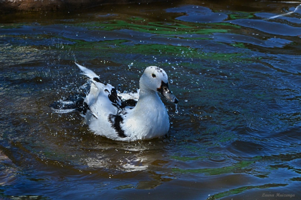 "Al agua pato!" de Laura Noem Huizenga