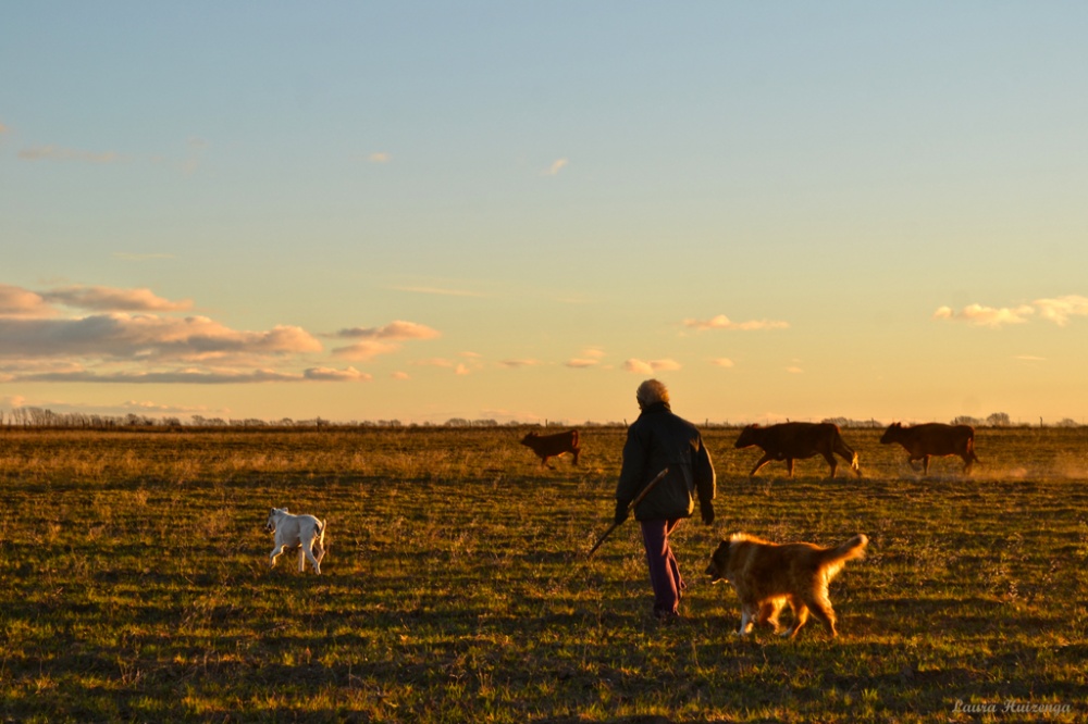 "Arriando vacas" de Laura Noem Huizenga