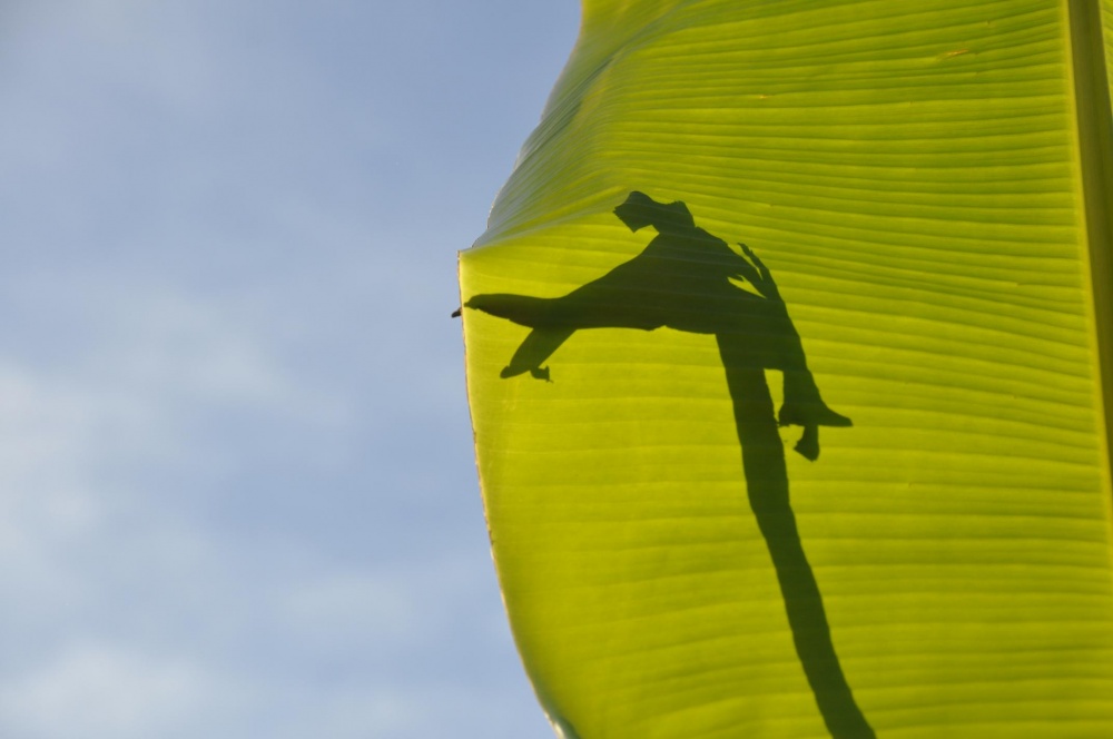 "sombras chinescas en la naturaleza (2)" de Jose Alberto Vicente