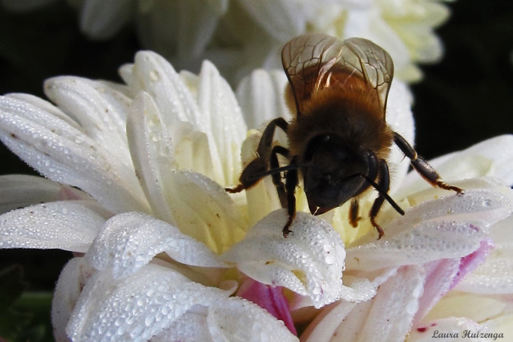 "Abeja libando" de Laura Noem Huizenga