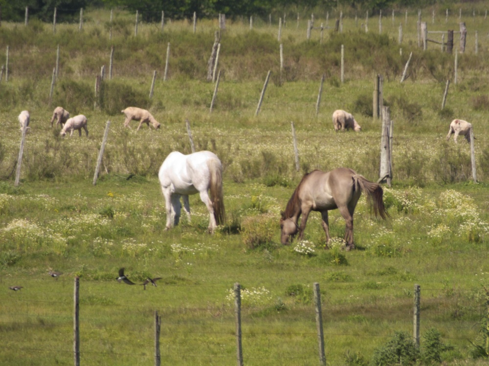 "La maana en el campo" de Juan Fco. Fernndez