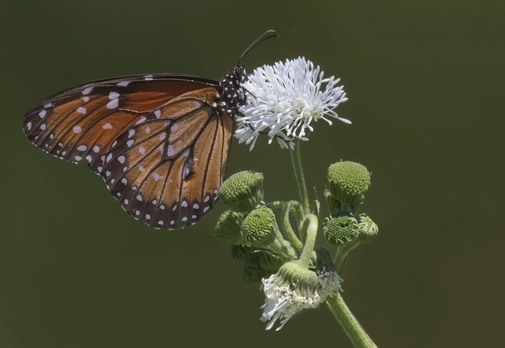 "mariposa" de Edith Polverini