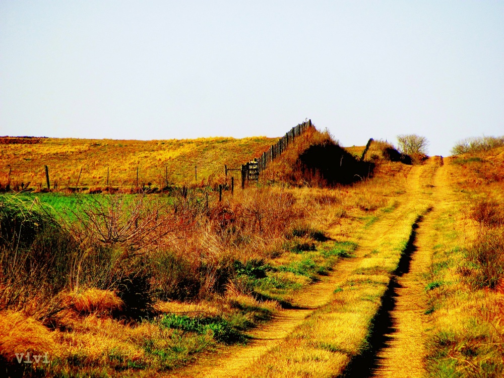 "`Abriendo camino`" de Viviana Monguillot Silba