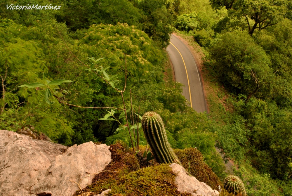 "Camino entre lo ms Verde" de Victoria Antonella Martinez