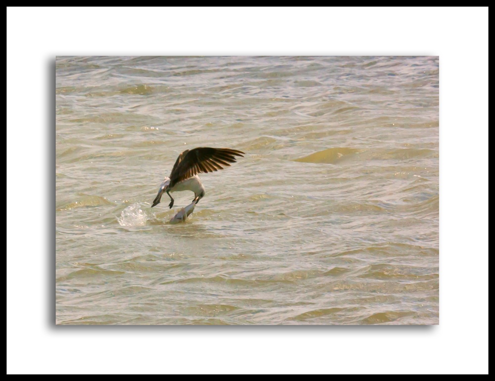 "Hoy: pescado" de Robinson Palleres