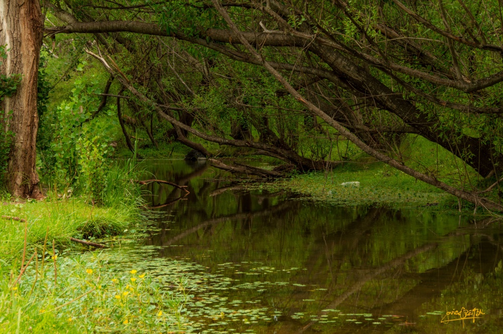 "Bosque" de Javier Crembil