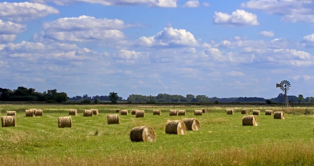 "campo" de Edith Polverini