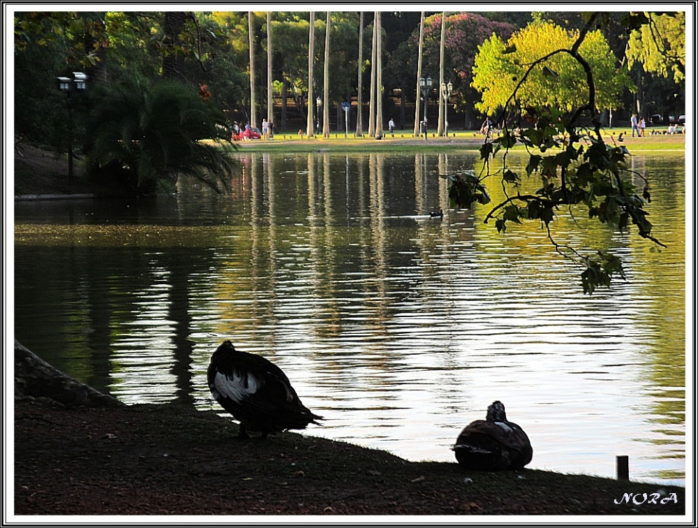 "Por los lagos de Palermo !!!" de Nora Noemi Bonnot