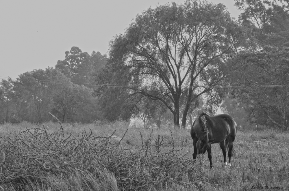 "Solo un caballo" de Laura Noem Huizenga