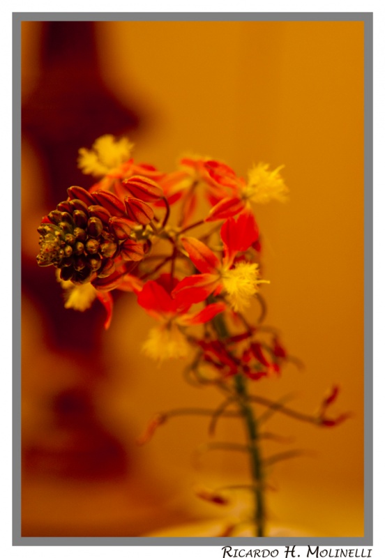 "Bulbina en flor" de Ricardo H. Molinelli