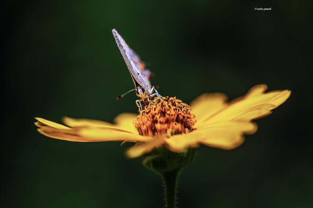 "Mariposa y flor amarilla" de Carlos Gianoli