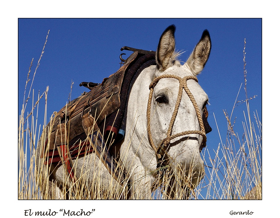 "El mulo Macho." de Gerardo Saint Martn