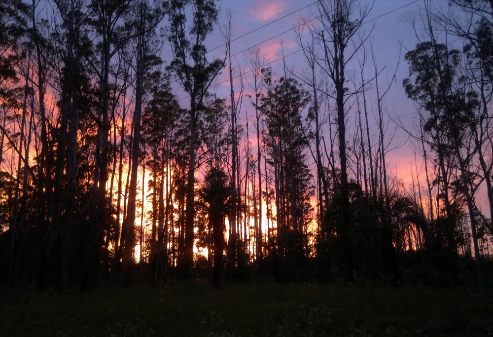 "Cuando el sol incendia el bosque..." de Alejandro Dri