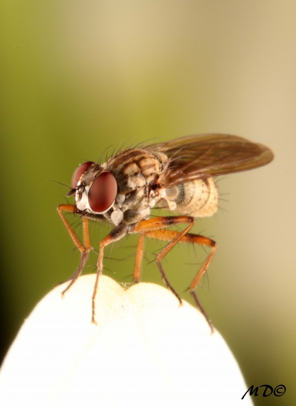 "Diptera" de Mariano Comercio