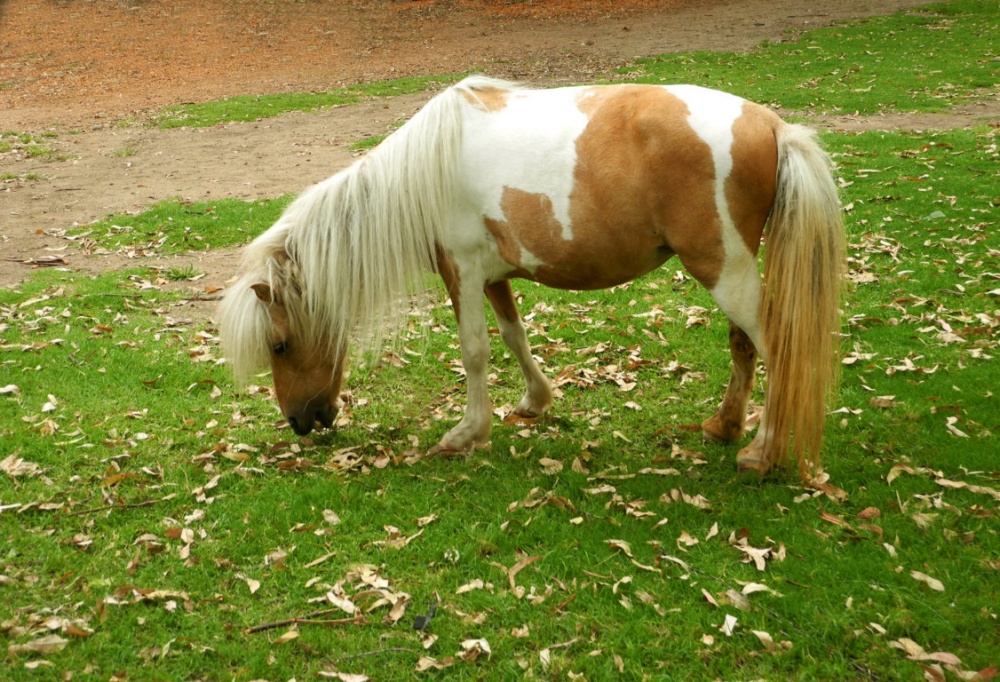 "Pony." de Beatriz Benger