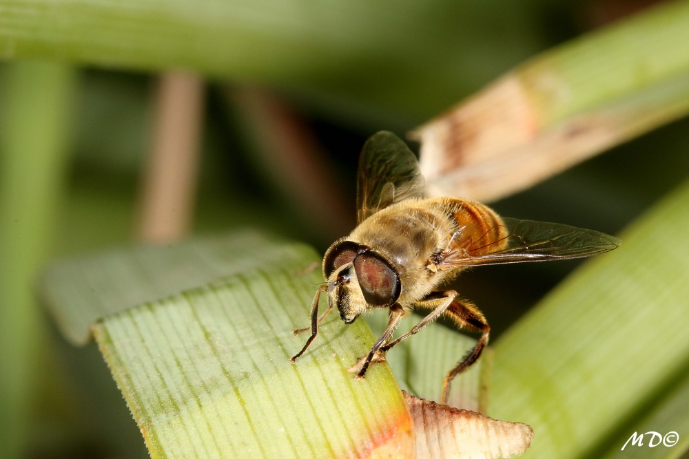 "Detalles de abeja" de Mariano Comercio