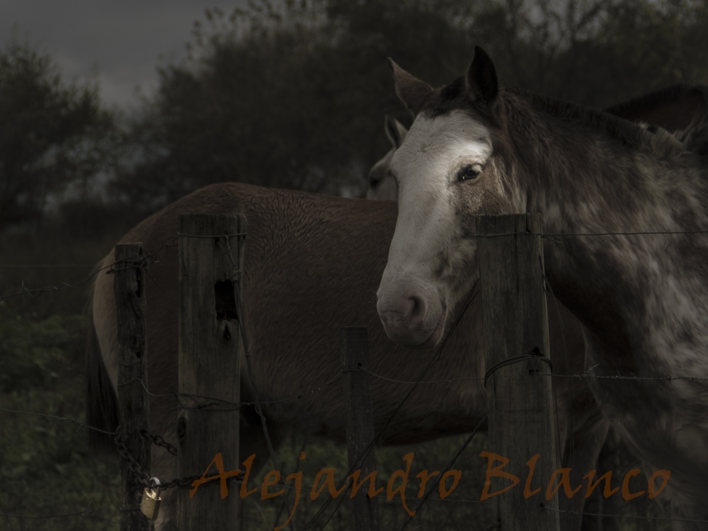 "Libertad Limitada" de Alejandro Blanco