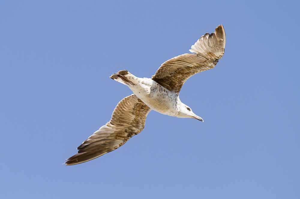 "Un Vuelo" de Jos Moutinho