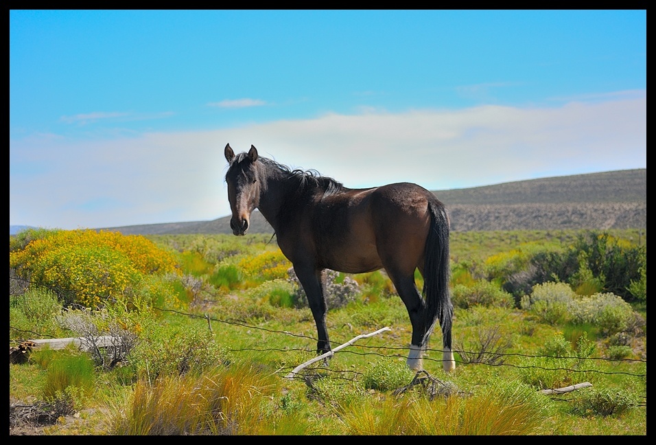 "Caballo criollo" de Daniel Alberto Sapag