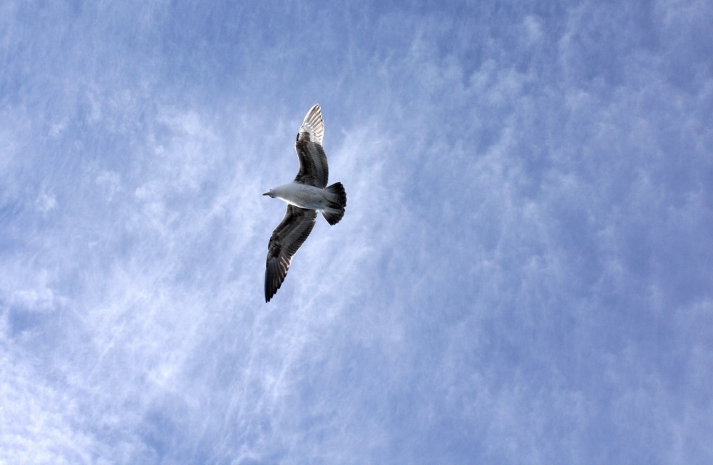 "Todo el cielo" de Hugo A. Hazaki