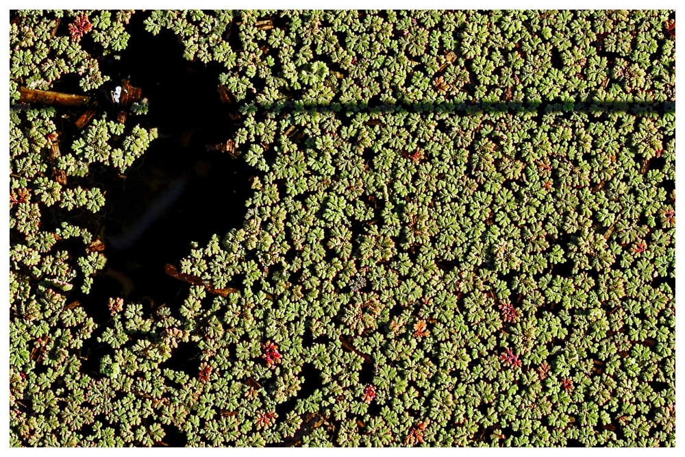 "Textura de laguna" de Javier Adam