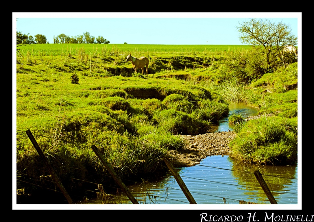 "En la aguada" de Ricardo H. Molinelli