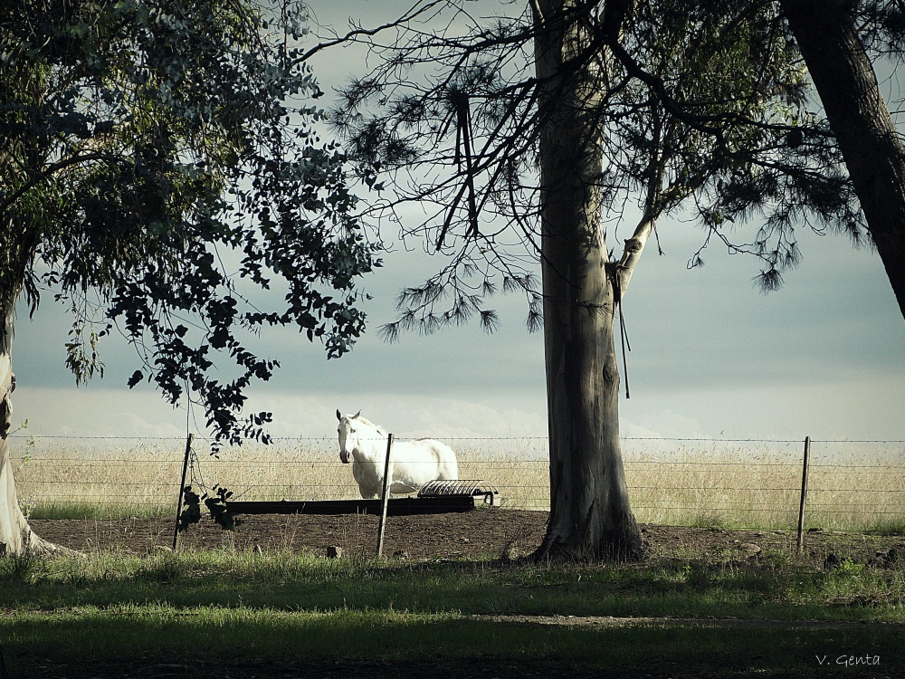 "Caballo blanco" de Viviana Genta