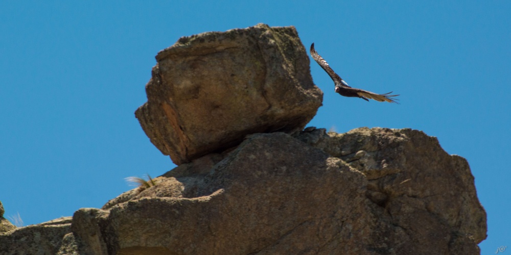 "Condor II" de Javier Crembil