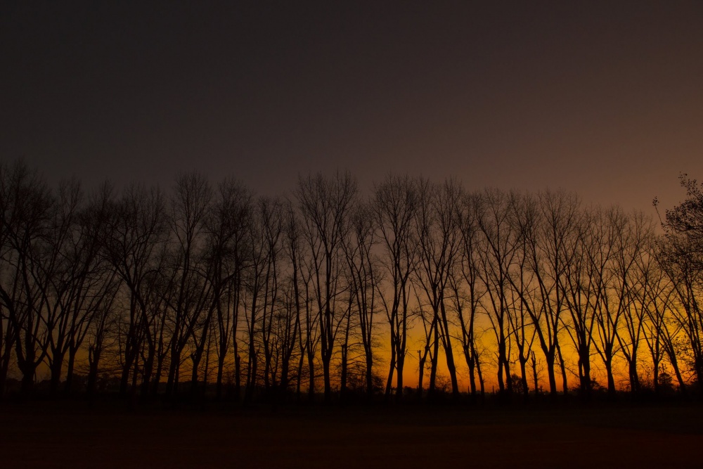 "Orange forest" de Xime Cesaratto Errea