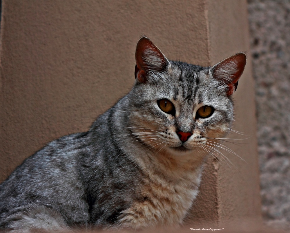 "Don gato" de Eduardo Rene Cappanari