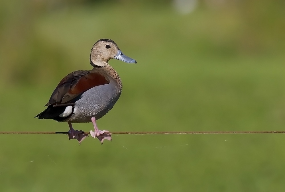 "equilibrista" de Edith Polverini