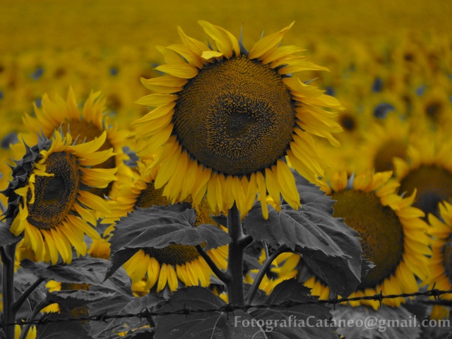 "Miradas al SOL" de Hernan Cataneo