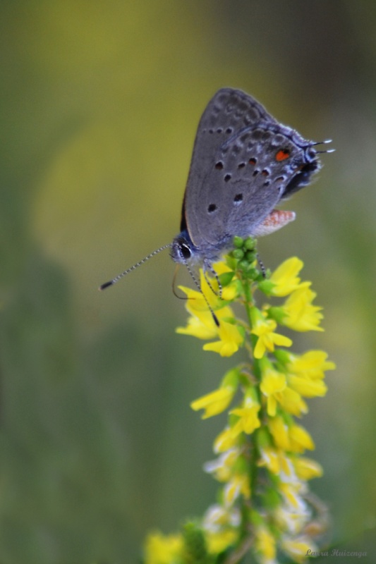 "Una bella mariposita" de Laura Noem Huizenga