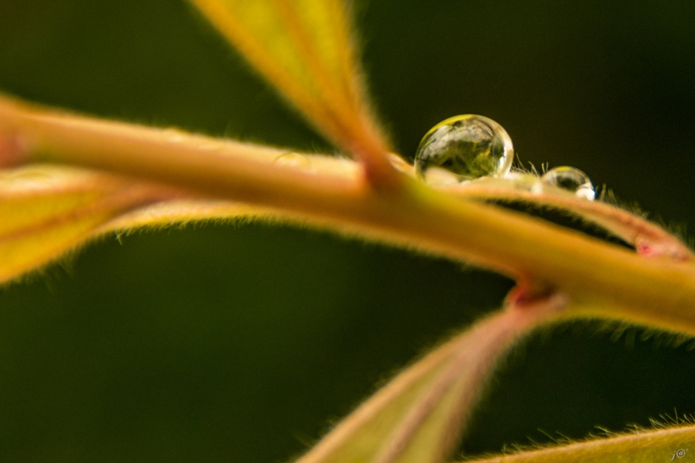 "gotas" de Javier Crembil