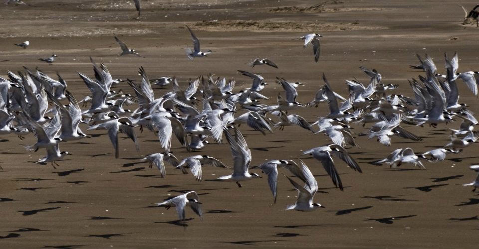 "Vuelo rasante..." de Marcelo Nestor Cano