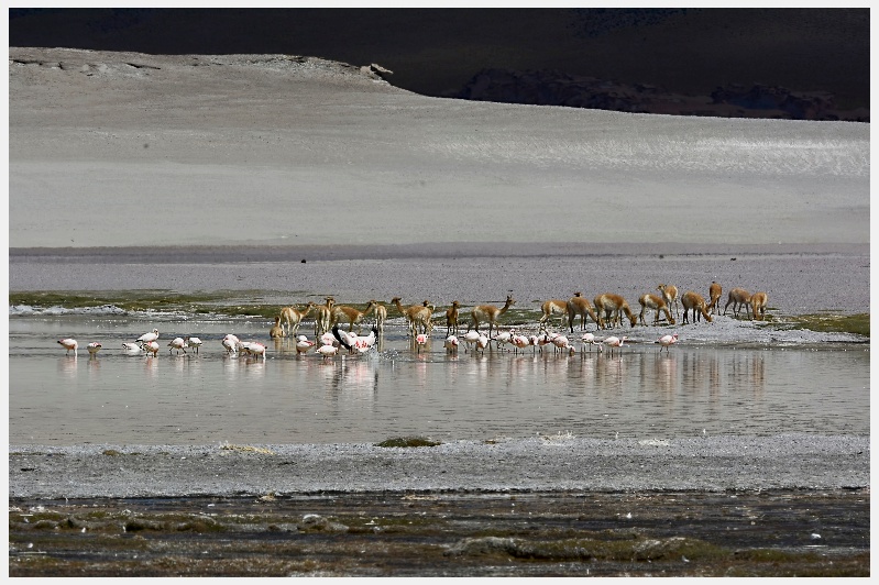 "Antofagasta de la Sierra" de Raquel Perazo