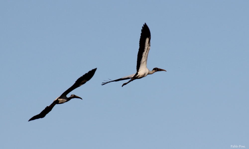 "El vuelo de las cigueas." de Pablo Pose