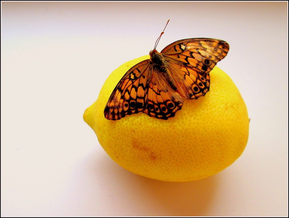 "Limonada" de La Cristina Garca